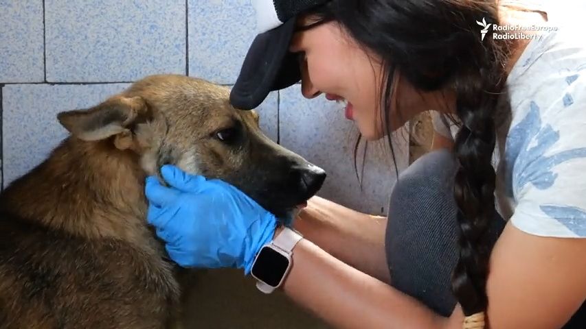 Video: Myslela, že zemře v Luhansku. Do života ji vrátili opuštění psi
